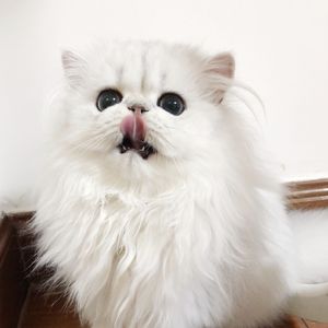 人妖㴬精69XXXⅩXX
